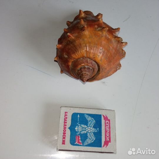 Морская ракушка