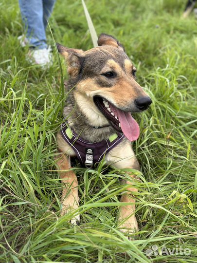 Игривая и ласковая щенуля тоскует в приюте