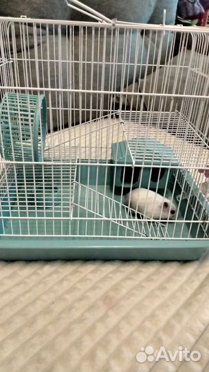 Клетка + Хомяк джунгарский