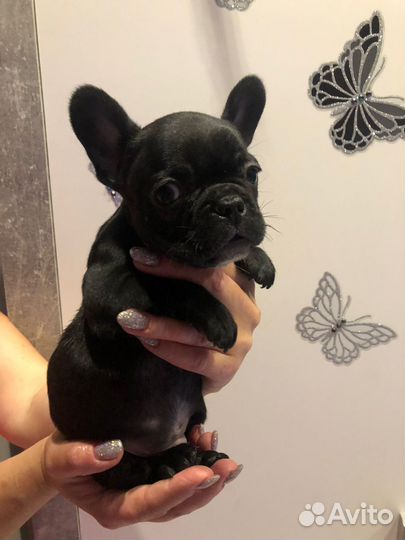 Французский бульдог