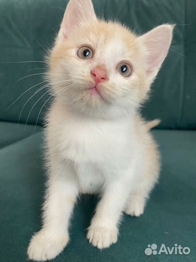 Кошка в дар бесплатно