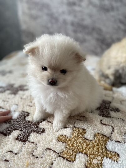 Померанский шпиц