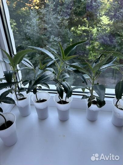 Каланхоэ лечебное