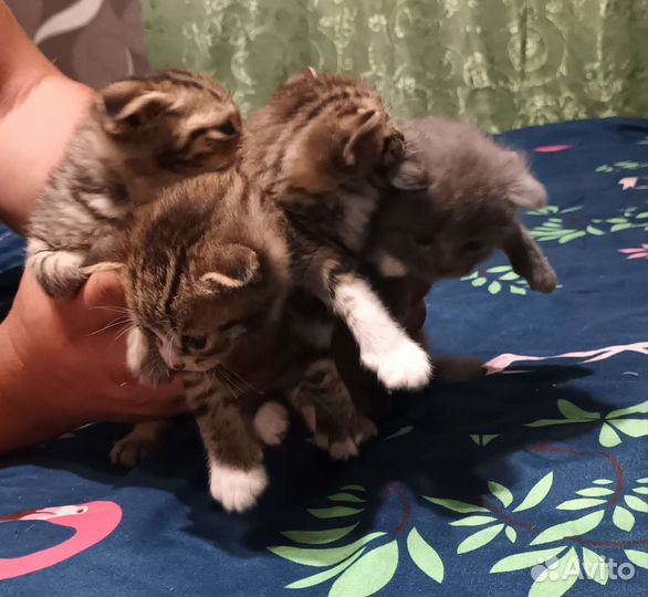 Шотландские котята