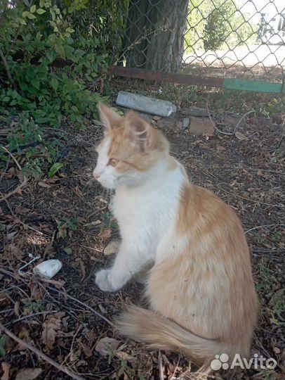 Отдам кошечку
