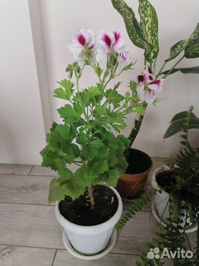 Пеларгония герань