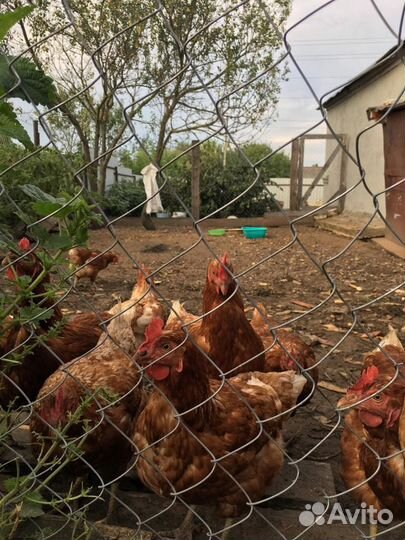 Куры несушки