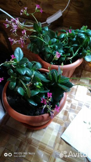 Каланхоэ Розовый и Лиана Сциндапсус