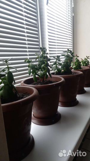 Домашние цветы