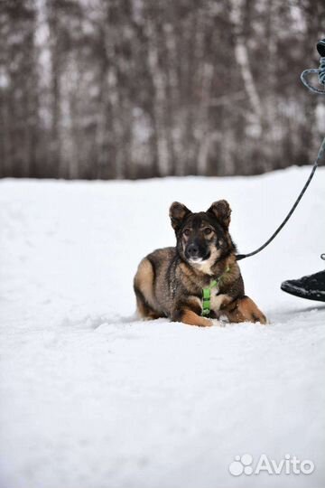 Нежный щенок очень ждет человека