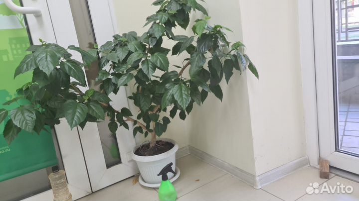 Гибискус китайская роза