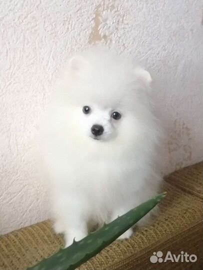 Шпиц девочка и мальчик