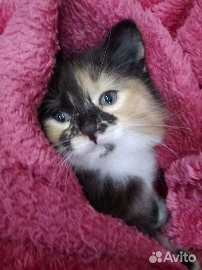 Трехцветкая кошечка