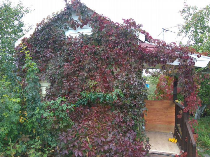 Дача 20 м² на участке 10 сот.