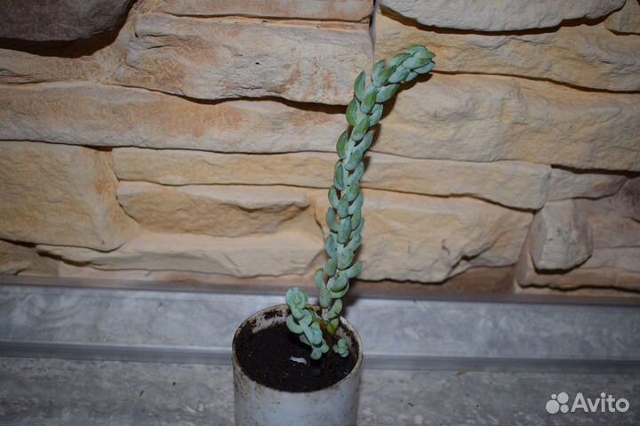 Кактусы и суккуленты