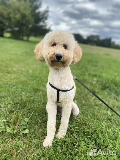 Карликовый пудель вязка