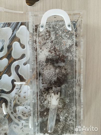 Большая Муравьиная ферма с муравьями