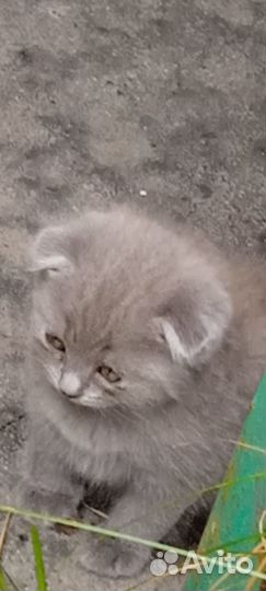Продам британских котят
