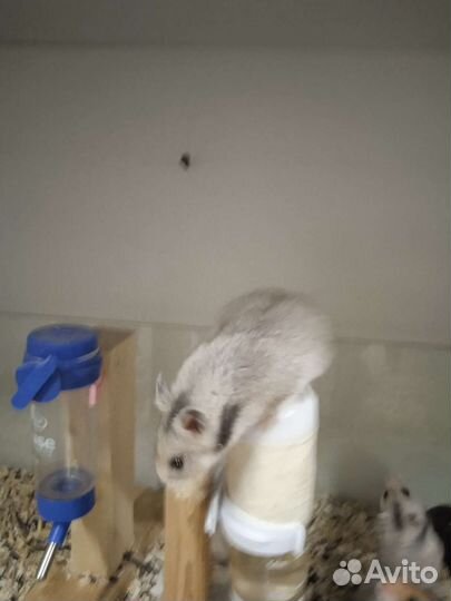 Сирийский хомяк