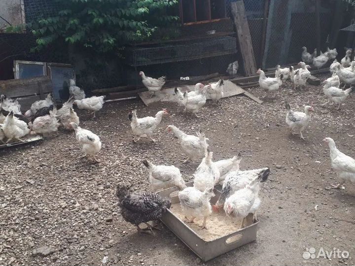 Куры несушки