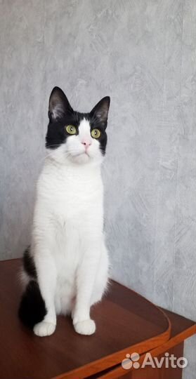 Передержка кошек животных пушистиков