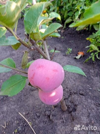 Для сада и огорода