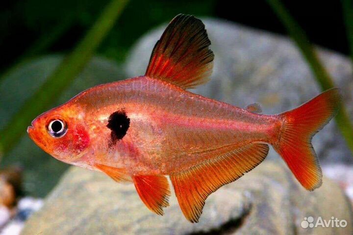 Меченосец, Моллинезия, гуппи, тетра