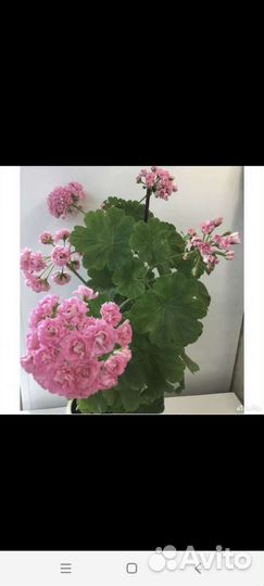 Пеларгония герань сортовые