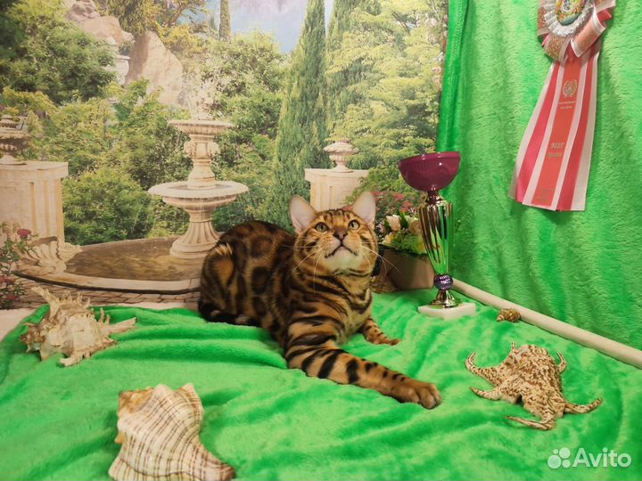 Бенгальский кот вязка