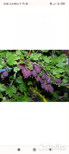 Саженцы крыжовника