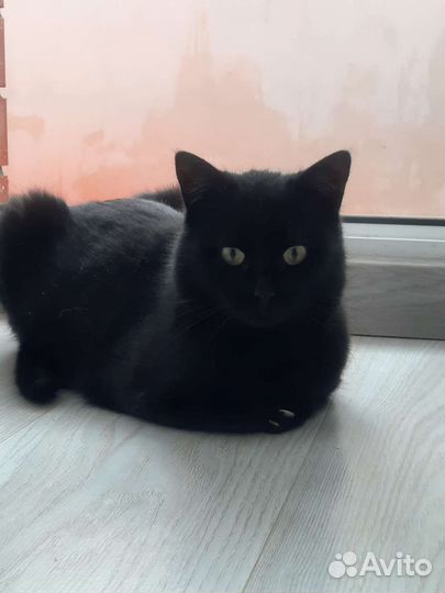 Котики в добрые руки