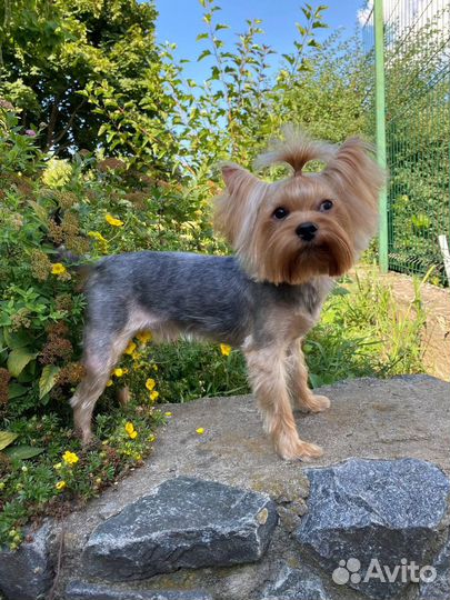 Йоркширский терьер мальчики