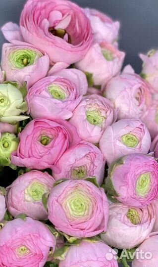 Цветы ранункулюс с доставкой