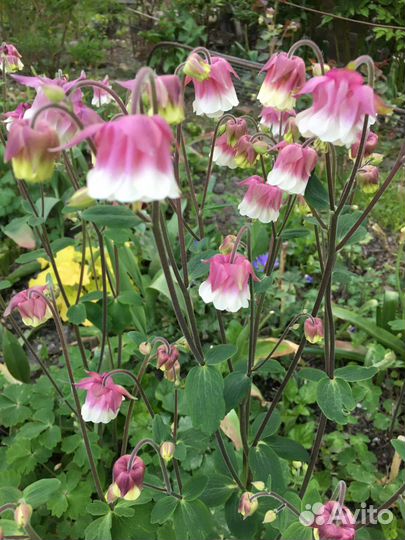 Садовые растения