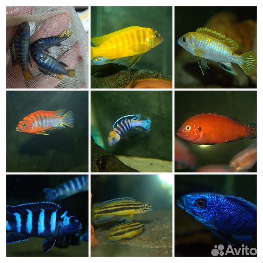 Цихлиды Малави, Виктория, Танганьика из Волгограда