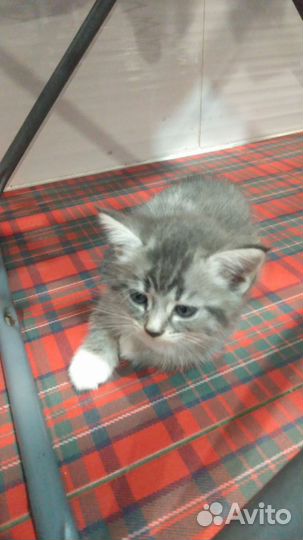 Кошка в дар