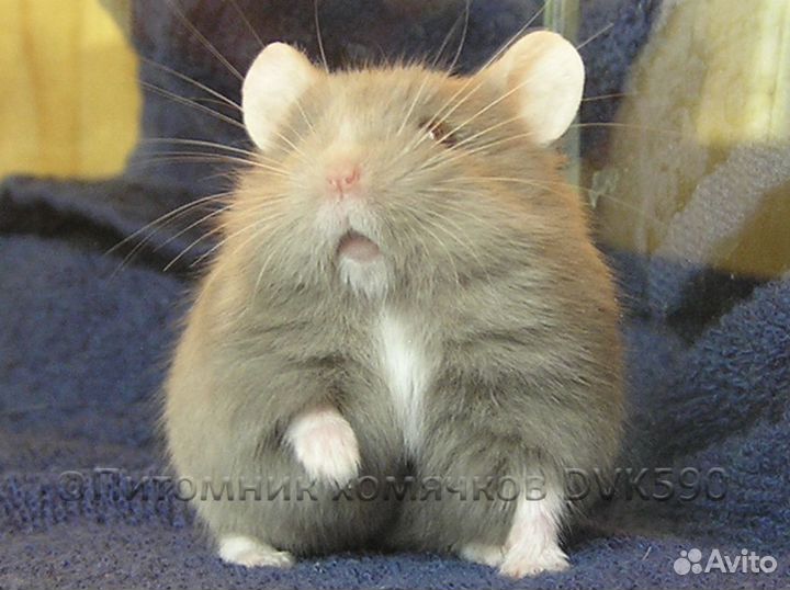 Хомячок с белым галстучком и носочками