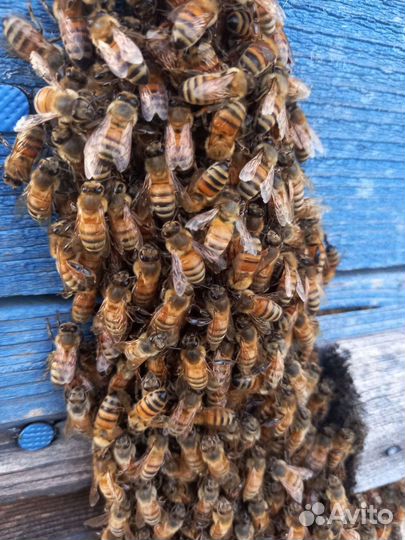 Матки плодные