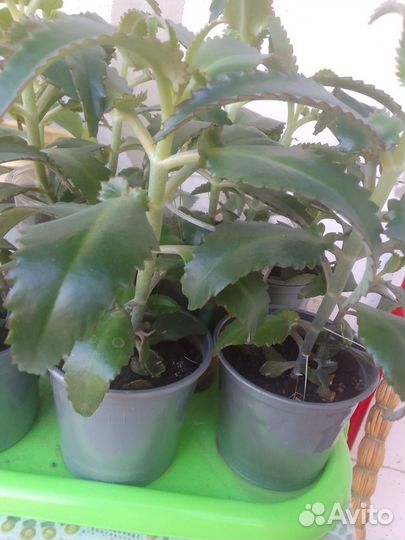 Каланхоэ лечебное