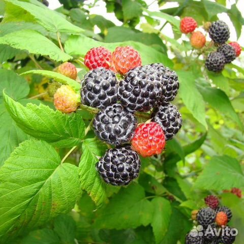 Саженцы ежемалины