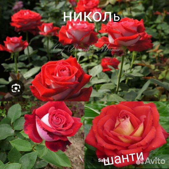 Чайни гибридные роз