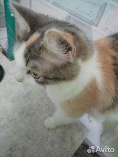 Кошка в дар бесплатно