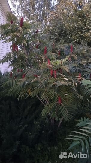 Сумах оленерогий