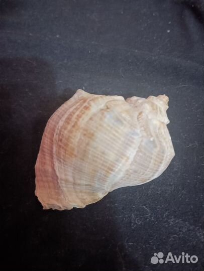 Ракушка морская