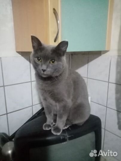 Домашние животные