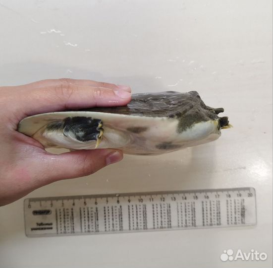 Черепаха водная