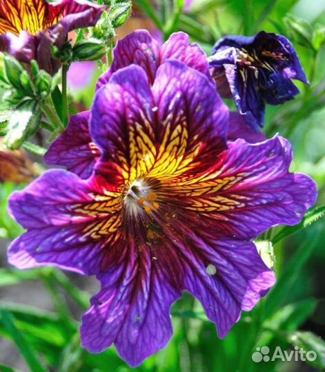 Сальпиглосис