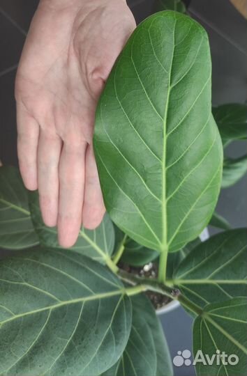 Фикус бенгальский доставлю