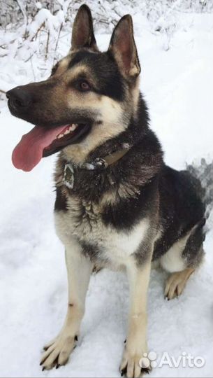 Восточноевропейская овчарка вязка