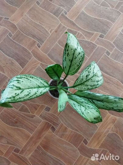 Аглаонемы, алоказия шкура дракона